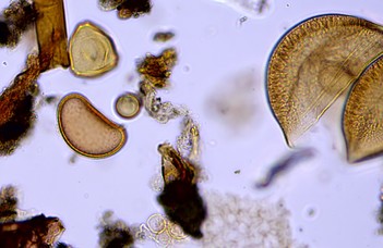 Lake Bâlea pollen analyses