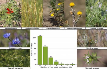 Ancient mounds are modern refuges of rare weeds