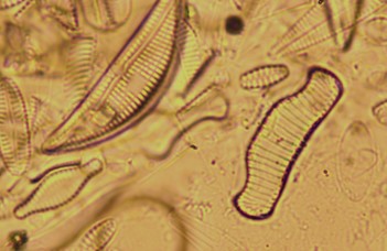 Progress report: Diatom analysis of Lake Latoritei