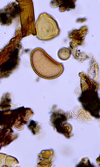 Lake Bâlea pollen analyses