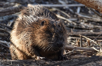 Are the beavers good nature conservationists? – new publication